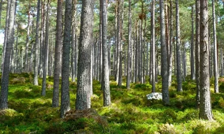 Resenha de Livros : Forest Bathing: How Trees Can Help You Find Health and Happiness de Dr. Qing Li