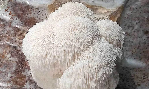 O Poder dos Cogumelos Medicinais: O Fungo “Juba de Leão” e a Regeneração Neuronal