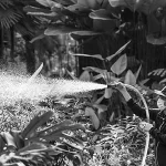 A Natureza como Aliada da Saúde Humana: Lições de Sternberg et al. (2014) sobre Ansiedade, Relaxamento e Recuperação
