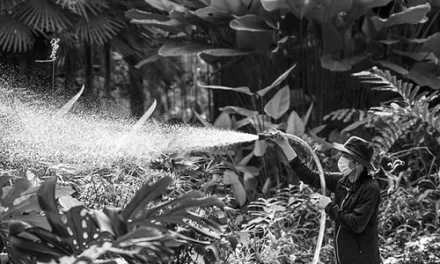 A Natureza como Aliada da Saúde Humana: Lições de Sternberg et al. (2014) sobre Ansiedade, Relaxamento e Recuperação